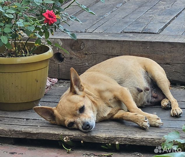 Той-терьер девочка