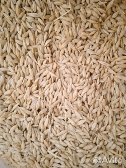 Ячмень,пшеница,семечка,кукуруза на развес