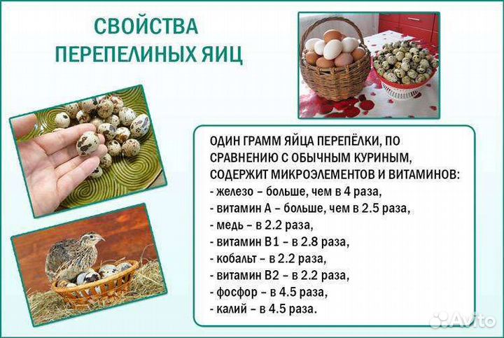 Яйцо перепелиное, пищевое