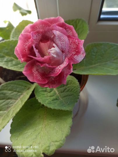 Глоксиния клубни