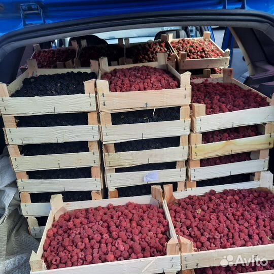 Клубника из Киргизии