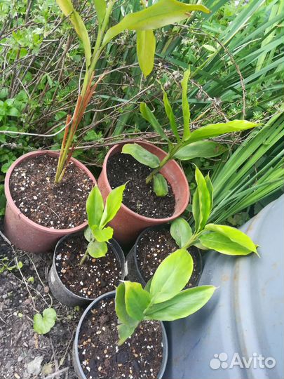 Саженцы Ива,полынь,форзиция,княжик,сирень,клематис