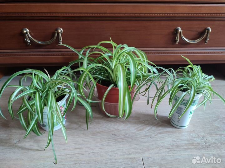 Хлорофитум Бонни кудрявый полосатый