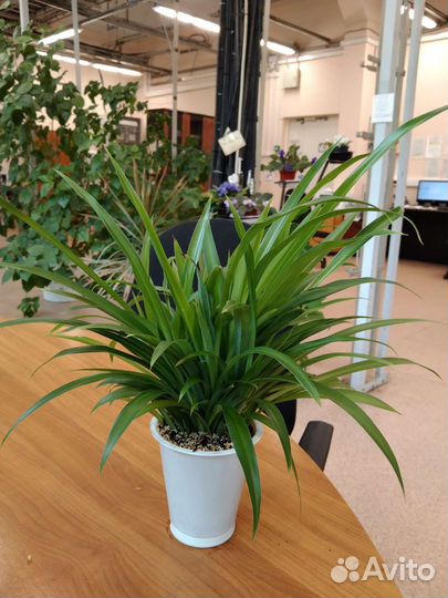 Комнатные цветы