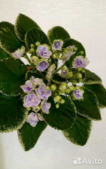 Сортовые фиалки