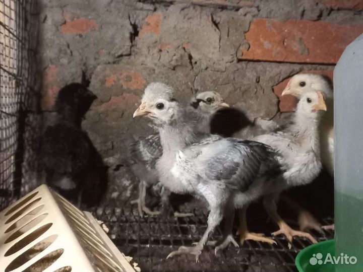 Цыплята домашние суточные и подрощенные