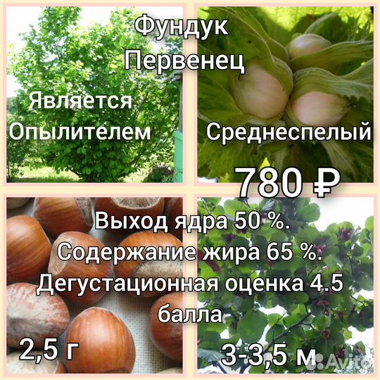 Саженцы фундука