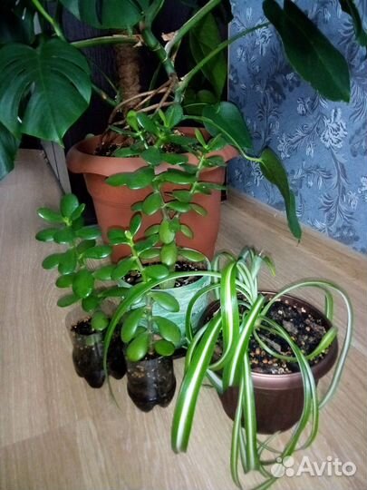 Комнатные цветы 2