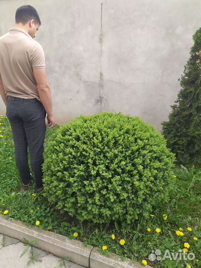 Хвойные растения