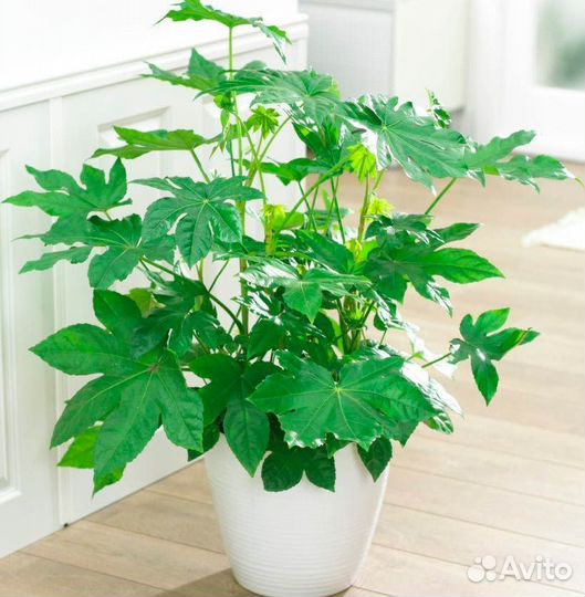 Фатсия Японская, семена