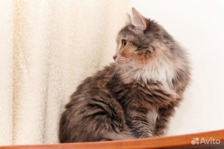 Кошечка 2 года