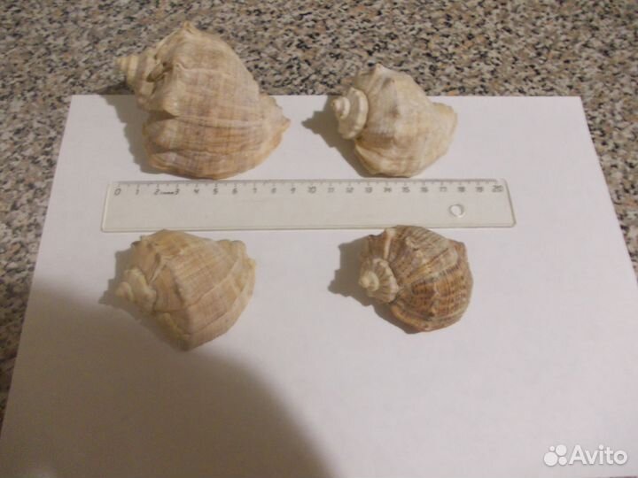 Раковины морских моллюсков