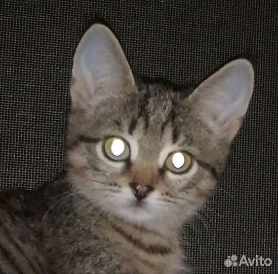 Очаровательные котята в добрые руки