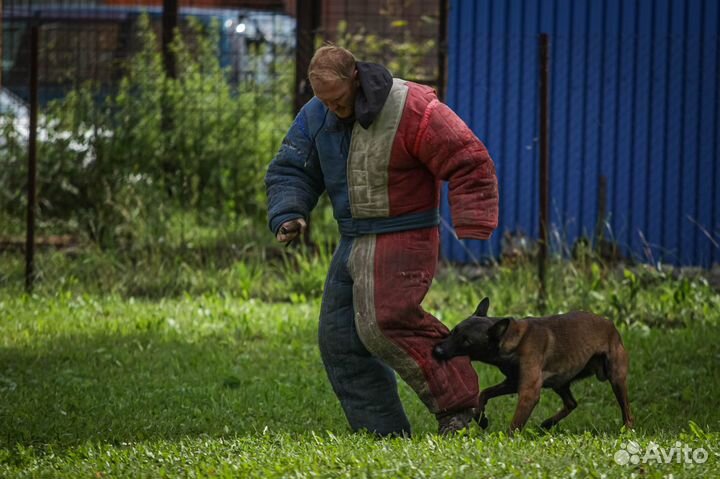 Продам кобеля малинуа