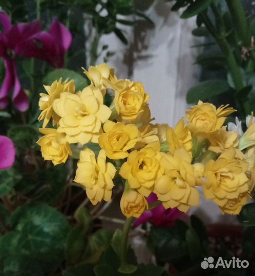 Каланхоэ цветущий махровый, разные цвета