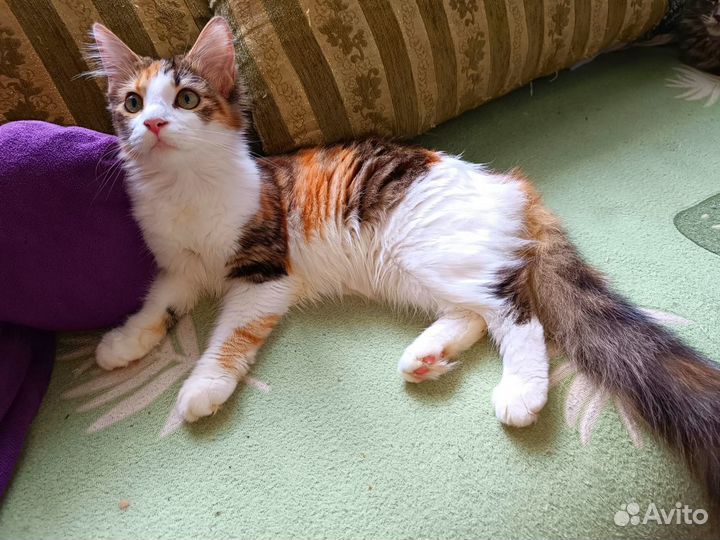 Мейн-кун котёнок девочка