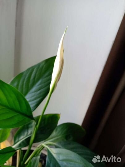 Домашние растения спатифиллум