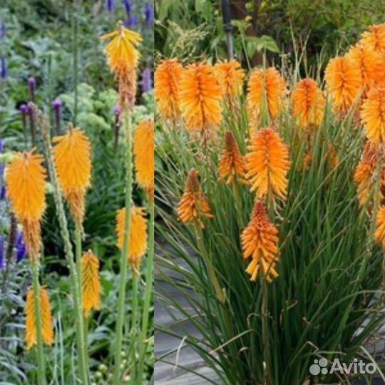 Хоста книфофия