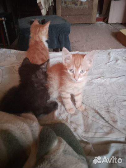 Хвостики ищут дом