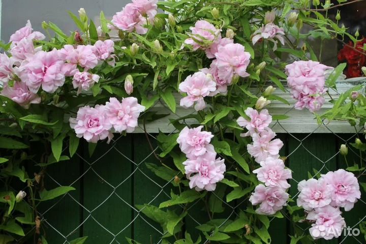 Акебия пятилистная