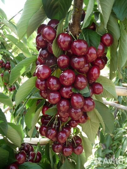 Вишня колоновидная