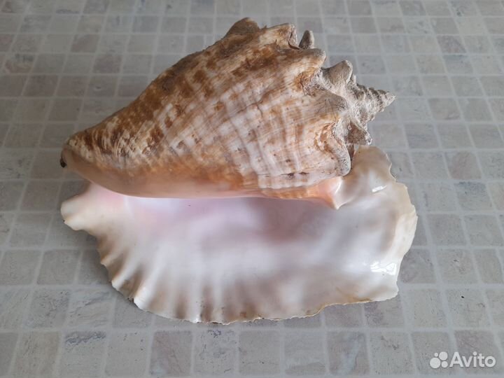 Большая морская раковина