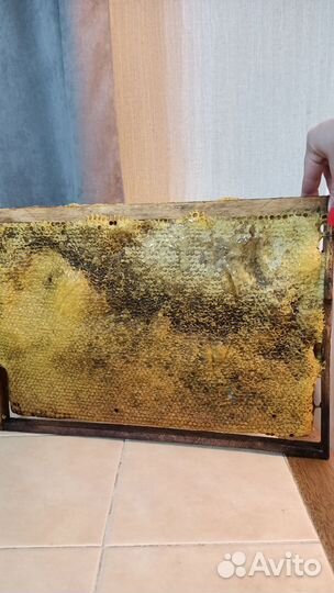 Рамка меда в сотах