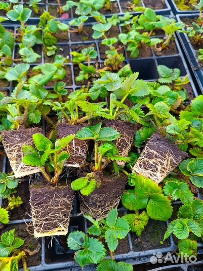Рассада клубники