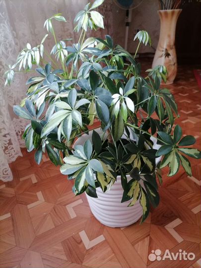 Комнатные цветы