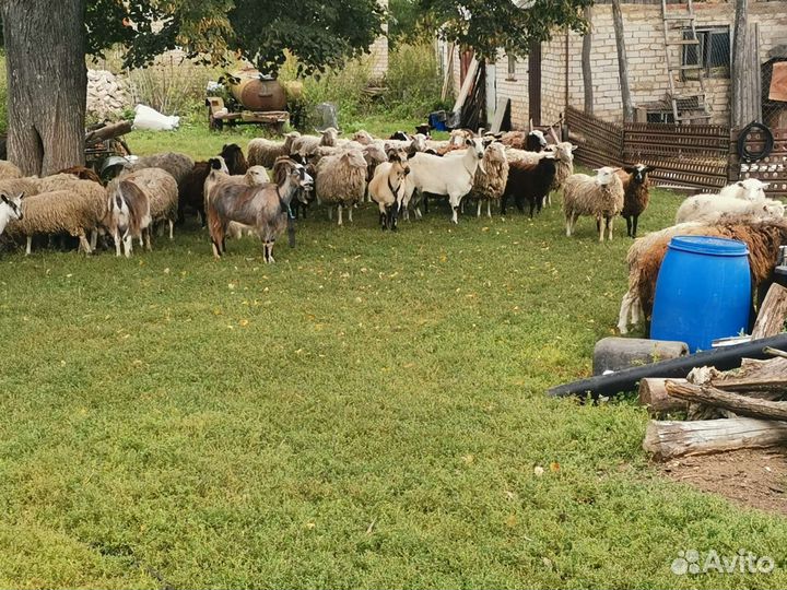 Овцы бараны