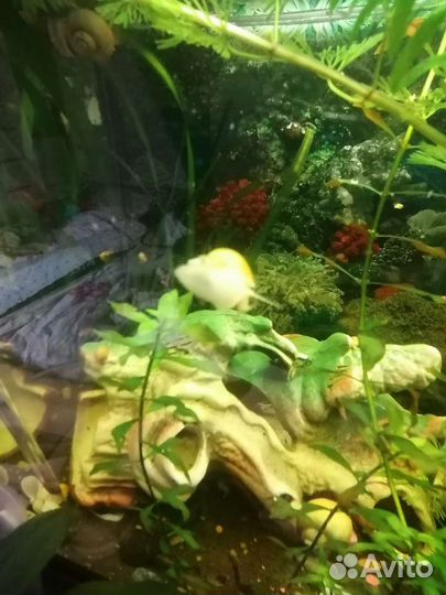 Улитки ампулярии