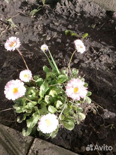 Рассада цветов