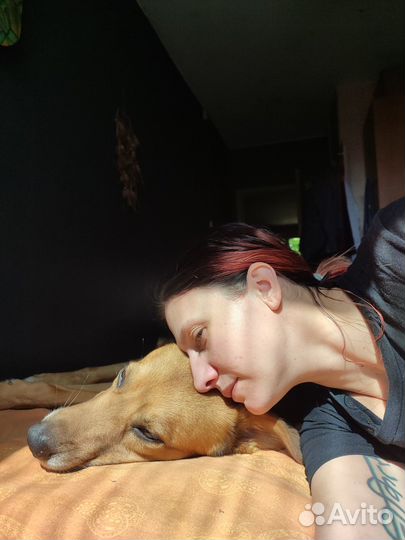 Передержка для собак