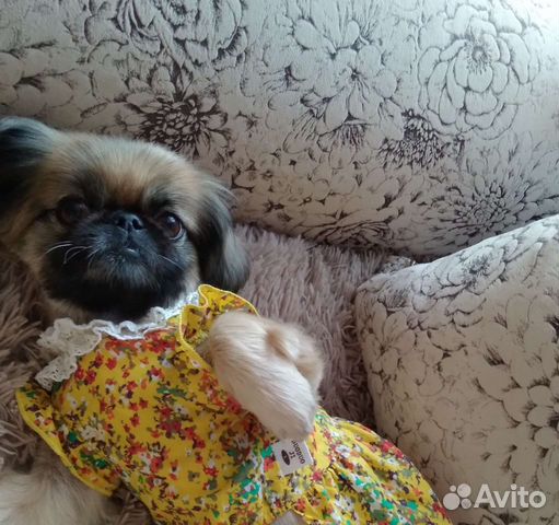 Платье на собачку, кошечку