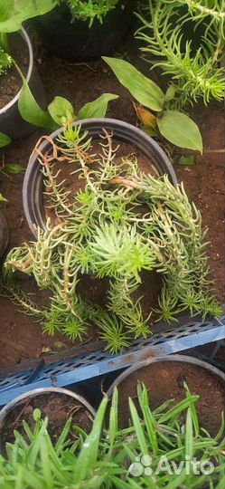 Молодило,седумы и другие