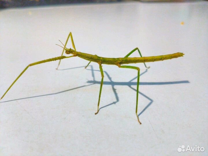 Аннамский палочник