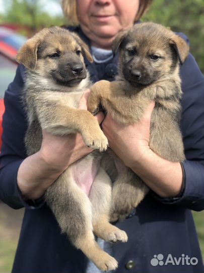 Щенки мальчики