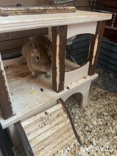 Белки Дегу Мальчик и девочка с Клеткой +