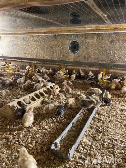 Перепелиная ферма