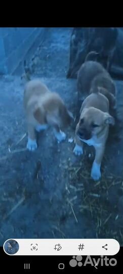 Собака в добрые руки отдам бесплатно