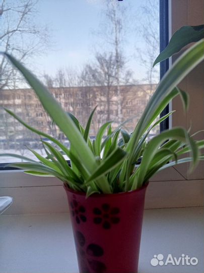 Комнатное растение Хлорофитум