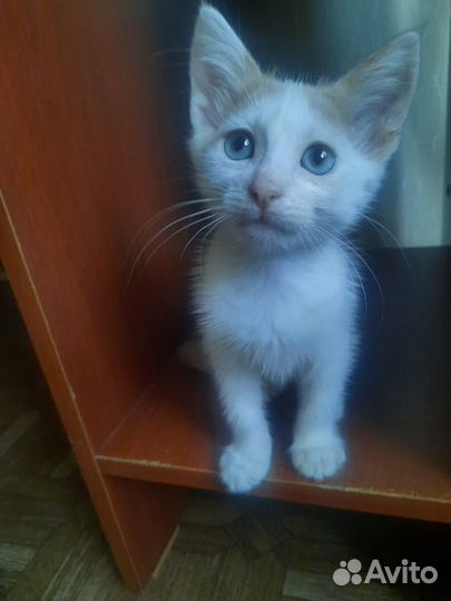 Котенок