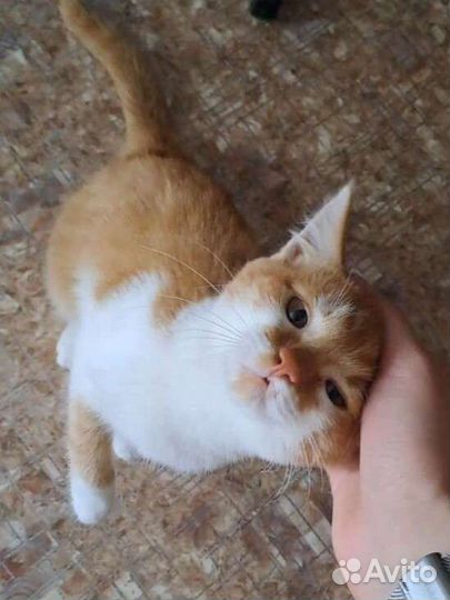 Передержка кошек (котов)