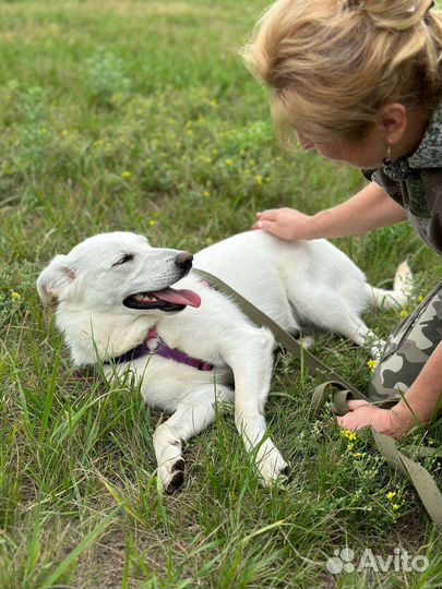 Нежная собака из приюта надеется на чудо