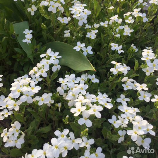 Многолетники ч 3