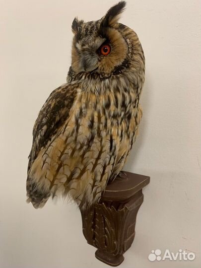 Чучело совы