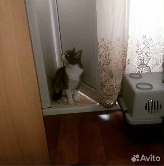 Кошечка Миссури