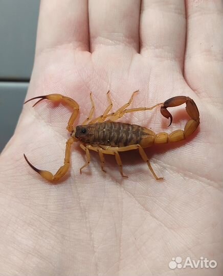 Экзотические беспозвоночные