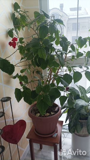 Китайская роза махровая