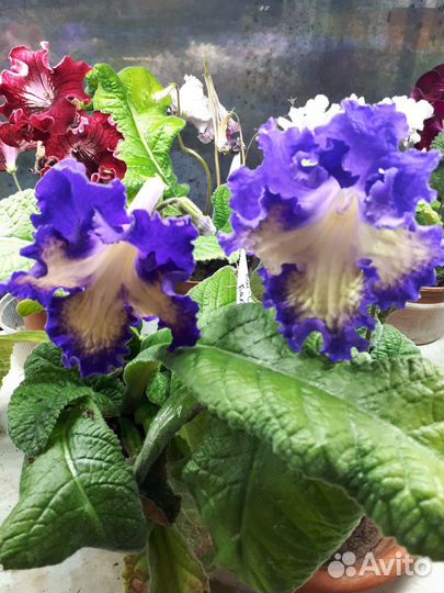 Стрептокарпусы